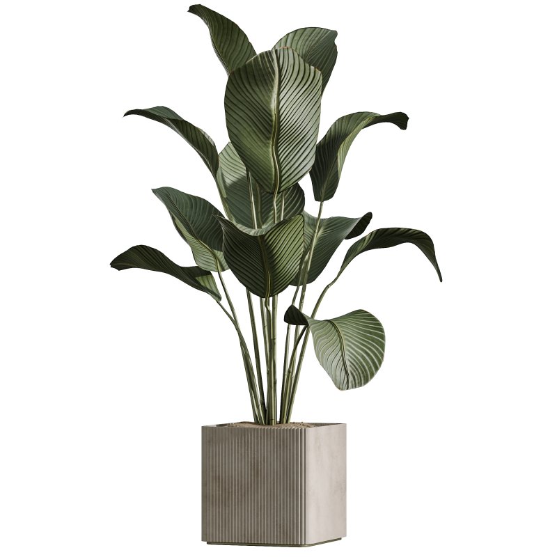 AV Indoor Plants Set 390 Warneckii Lemon and Olive and Green Sansevieria and Calathea Lutea - Image 3