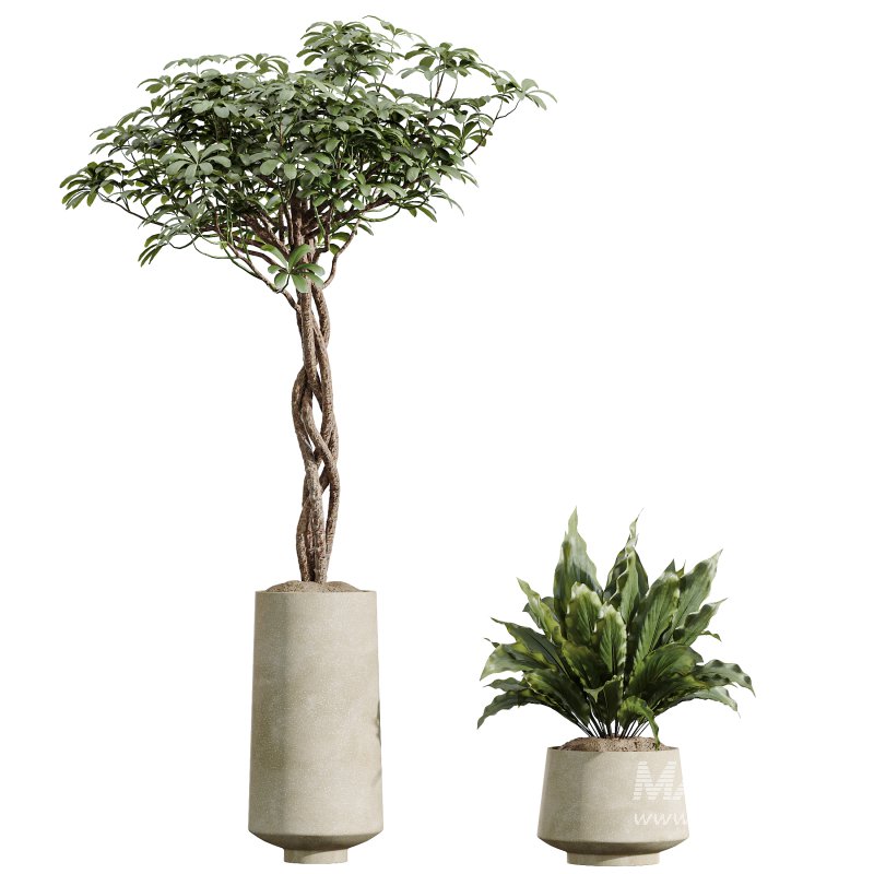 AV Indoor Plants Set 393 Spathiphyllum Wallisii and Ficus Binnendijki and Schefflera Arboricola and Japandi Decorative - Image 5