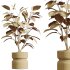 AV Indoor Plants Set 383 Yucca and Ficus Marginata and Banana Nicolai and Ficus Fig - Thumbnail 9