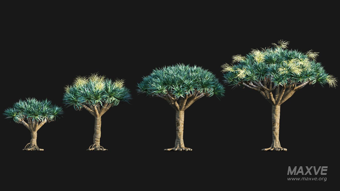 Collection 22 – Australian Plants - Image 13