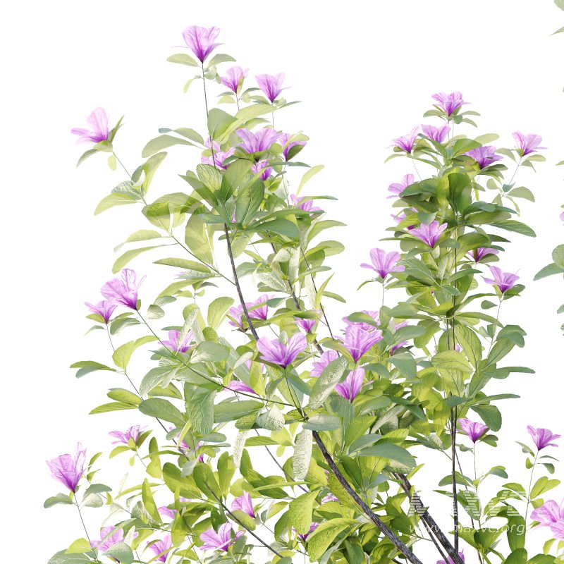 Leucophyllum frutescens Bush 08 - Image 5