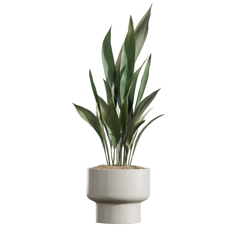 AV Indoor Plants Set 372 Monstera and Aspidistra and Japandi and Dracaena Warneckii - Image 1