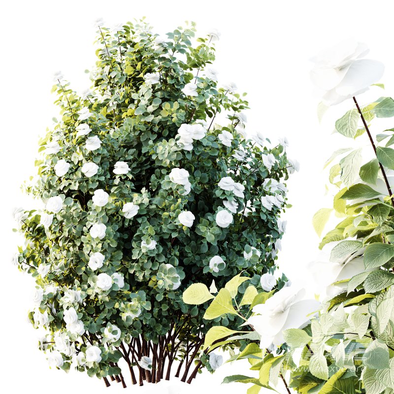 AV Plants Climbing Roses Bush - Image 2