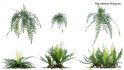 Collection 21 – Vertical garden – Green wall - Thumbnail 12