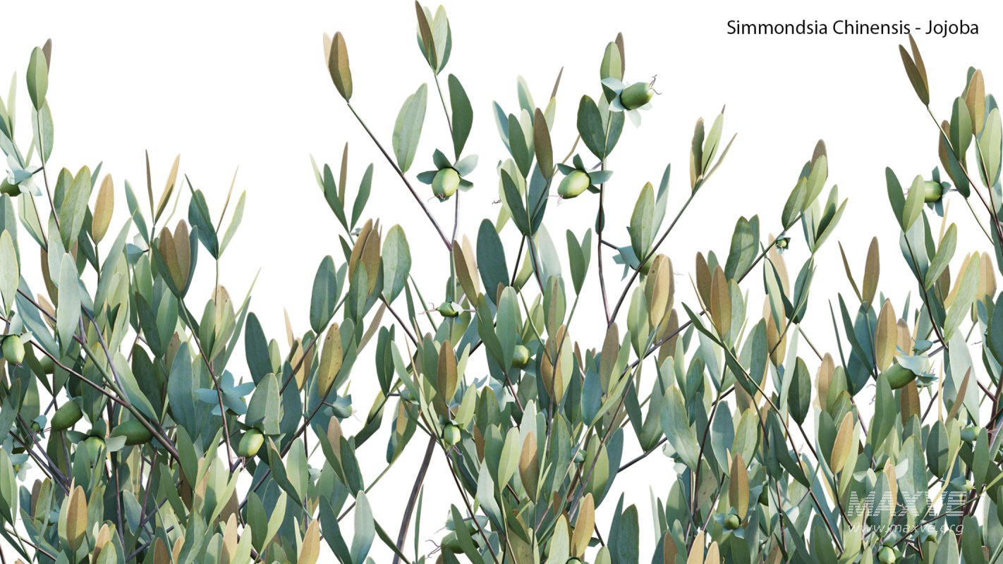 Collection 23 – Mexican Plants - Image 14