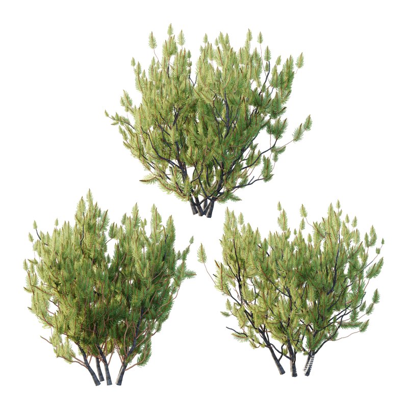 Pinus Mugo plant 04 - Image 1