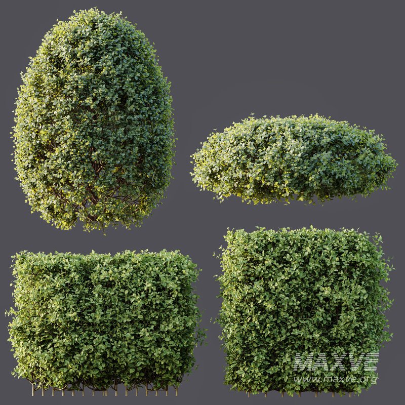 ntal compositions due to its elegant texture and year-round foliage. - Image 4