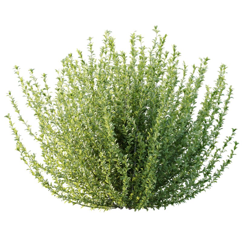 Leucophyllum frutescens Bush 03 - Image 3