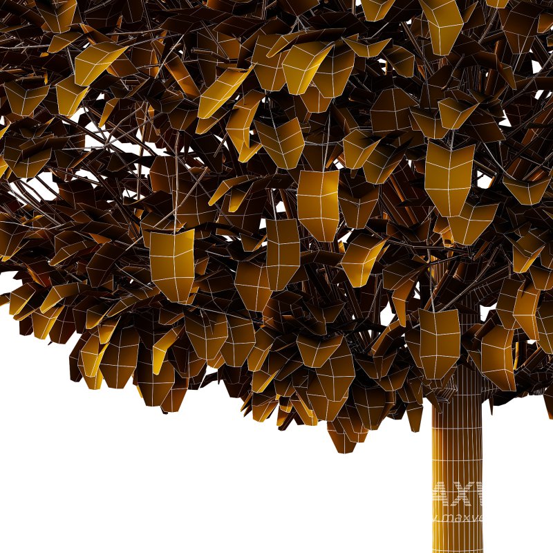 Lilac Syringa Vulgaris Tree 02 - Image 5