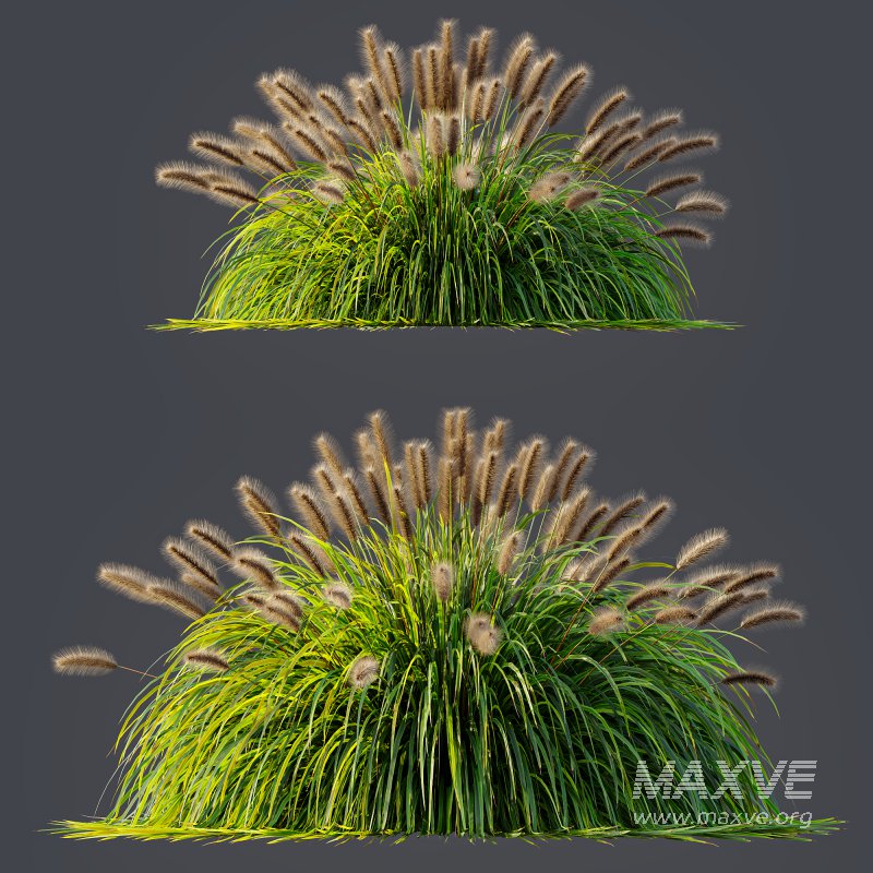 ntal fountain grass, designed for realistic exterior and landscape visualizations. - Image 6