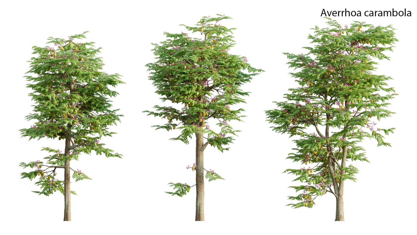 Collection 19 – Japanese garden - Image 4