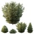ntal olive shrubs designed for realistic architectural visualization and Mediterranean landscape rendering. - Thumbnail 6