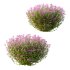 Spirea Japonica Bush 03 - Thumbnail 2