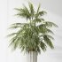 AV Indoor Plants Set 397 Zamiifolia and Giant Monstera and Dracaena Warneckii Lemon and Areca Palm - Thumbnail 6