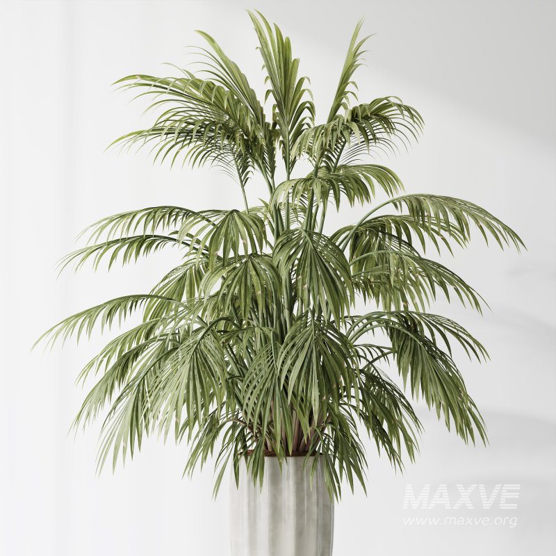 AV Indoor Plants Set 397 Zamiifolia and Giant Monstera and Dracaena Warneckii Lemon and Areca Palm - Image 6