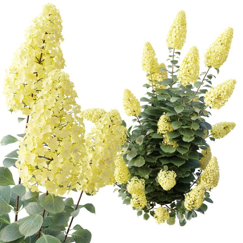 AV 7 different spring bushes Hydrangea Levana Grassberry and Cistus Albidus Zistrose - Image 2