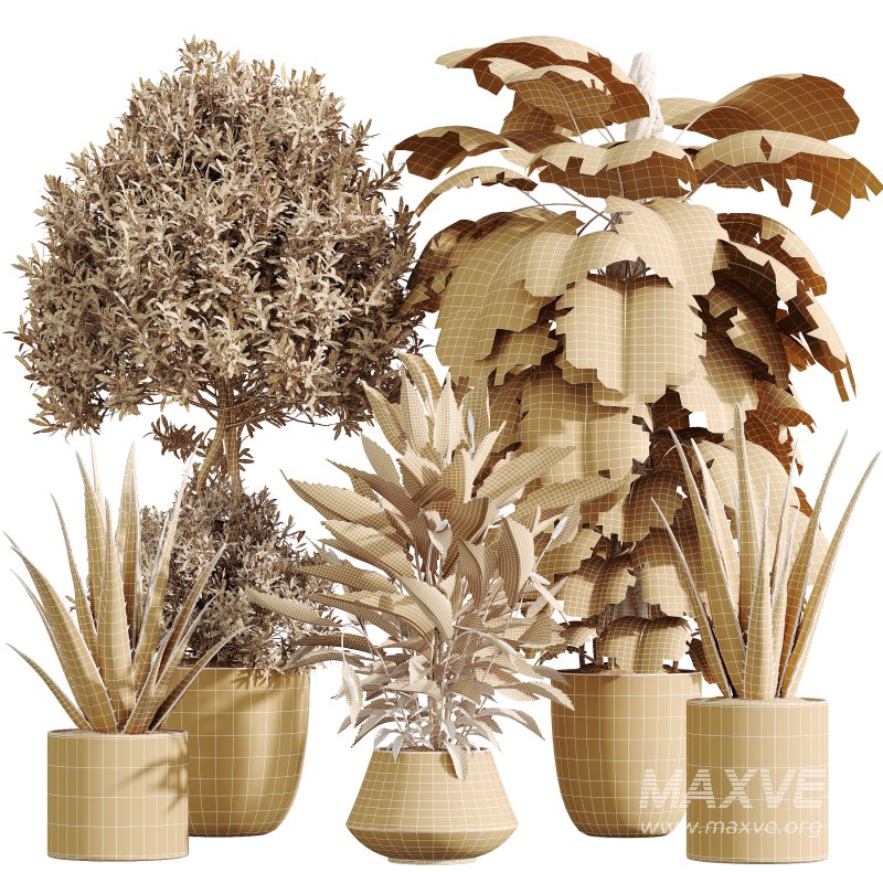 AV Indoor Plants Set 387 Aloe Vera and Olive and Peace Lily and Deliciosa Large Leaf - Image 9