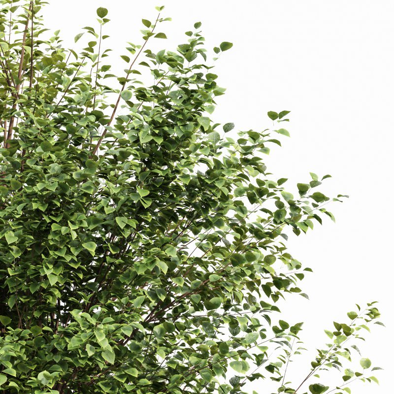 AV Canadian Poplar and Hazel leave - Image 1