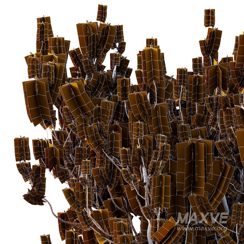 Pinus Mugo plant 05 - Image 7