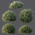 AV Gray Box Westringia Fruticosa Coastal Rosemary bushes - Thumbnail 7