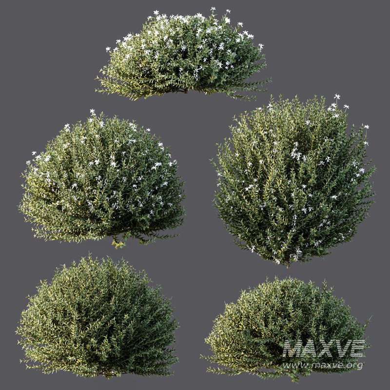 AV Gray Box Westringia Fruticosa Coastal Rosemary bushes - Image 7