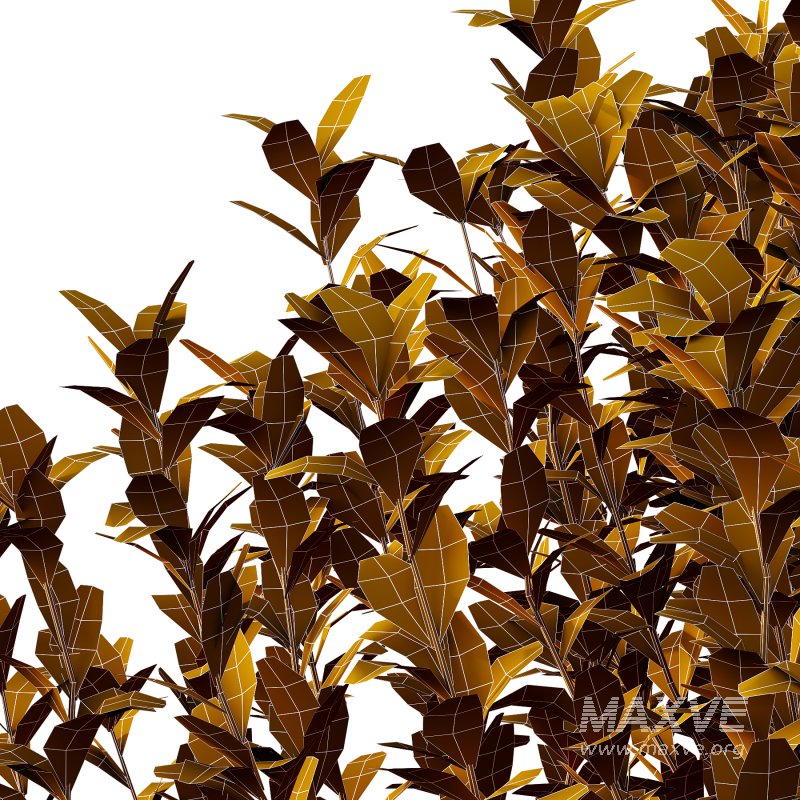 Leucophyllum frutescens Bush 02 - Image 2