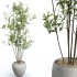 AV Indoor Plants Set 385 Europaea Olive Eucalyptus and Arbequina Olive - Thumbnail 2