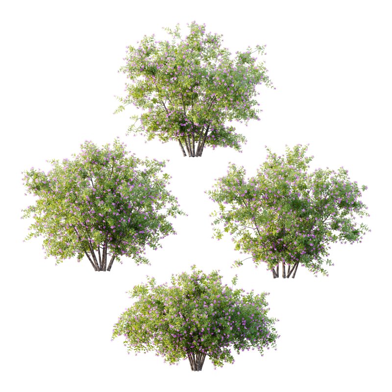 Leucophyllum frutescens Bush 07 - Image 3