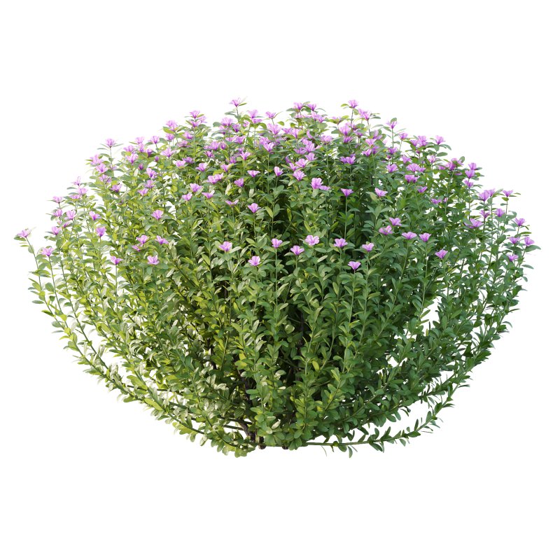 Leucophyllum frutescens Bush 10 - Image 2