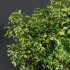 ntal shrubs, designed with botanical precision for photorealistic exterior rendering. - Thumbnail 1