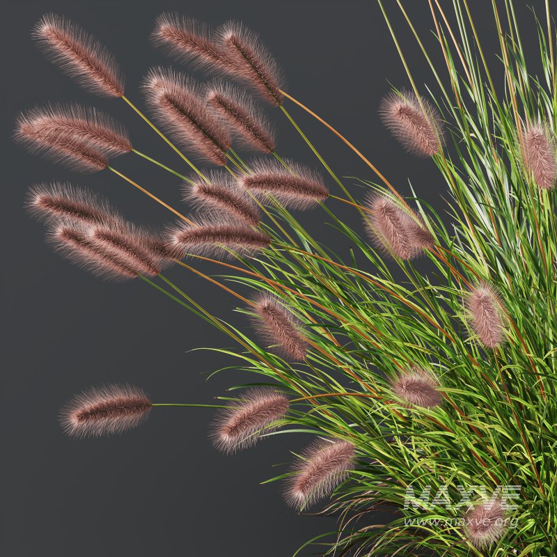 ntal fountain grass, designed for realistic exterior and landscape visualizations. - Image 1