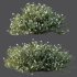 ntal shrubs that capture the natural charm and density of this iconic Australian plant. Perfectly suited for realistic landscape and architectural rendering. - Thumbnail 1
