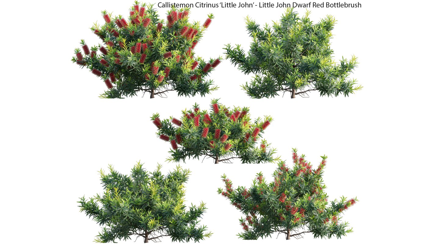 Collection 22 – Australian Plants - Image 19