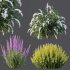 AV Spring bushes Spiraea Cinerea Grefsheim Flowering and Calluna Vulgaris Helena - Thumbnail 5