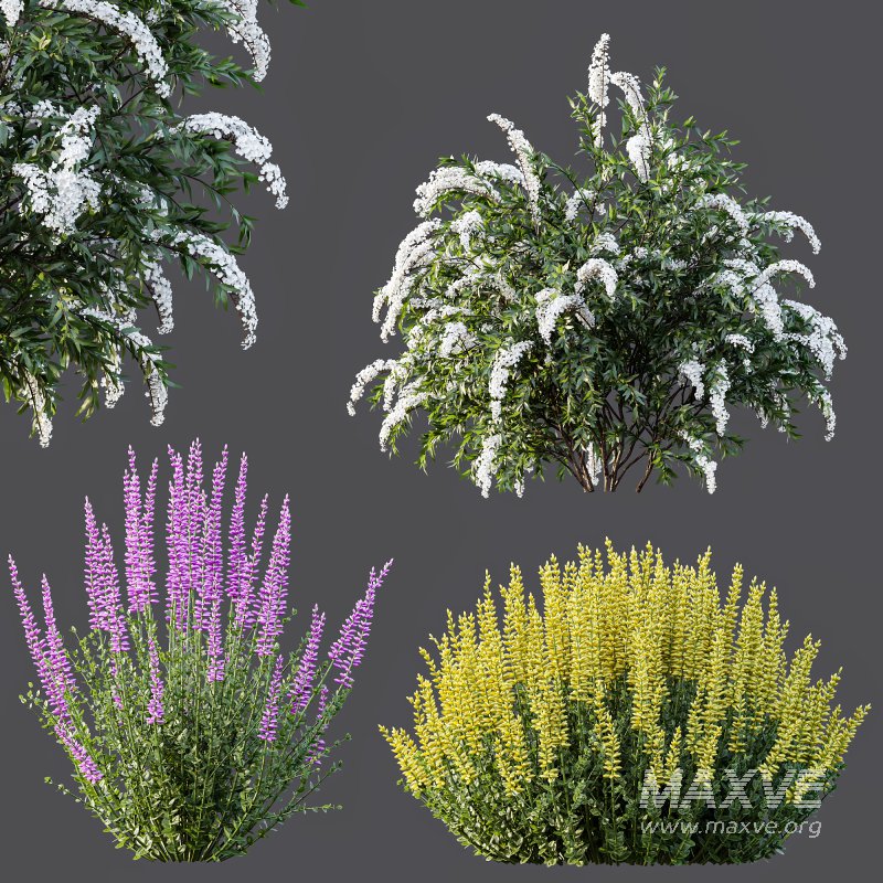 AV Spring bushes Spiraea Cinerea Grefsheim Flowering and Calluna Vulgaris Helena - Image 5