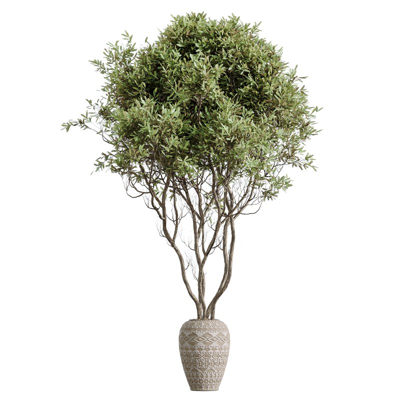 AV Indoor Plants Set 376 Arbequina Olive and Ficus Binnendijkii and Euphorbia Drupifera - Image 6