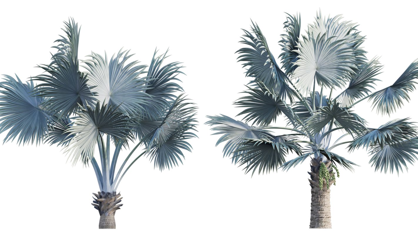 Collection 22 – Australian Plants - Image 36