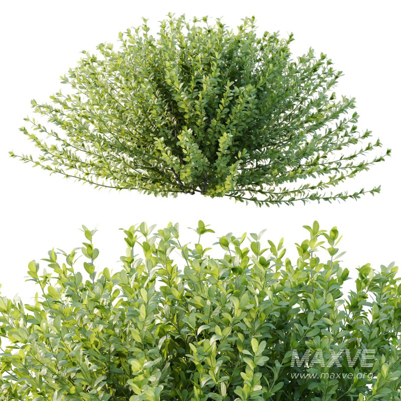 Leucophyllum frutescens Bush 02 - Image 4