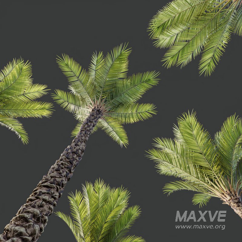AV Phoenix Dactylifera Date Jurassic Palm Tree and Ash Maple Tree - Image 5