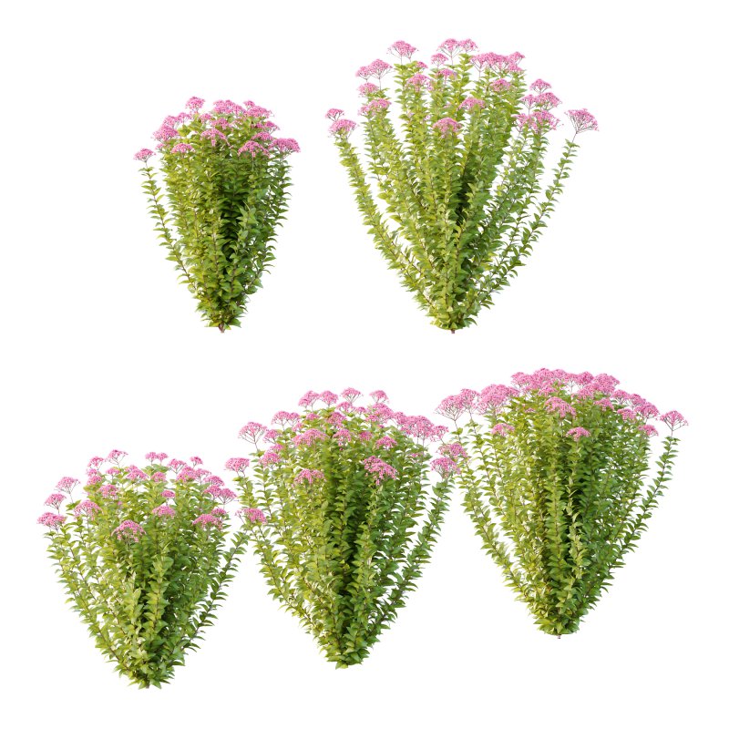 Spirea Japonica Bush 06 - Image 1