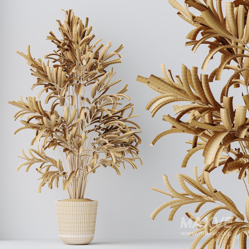 AV Indoor Plants Set 396 Dypsis Lutescens and Ficus Cyathistipula and Cyara Areca Palm - Image 11