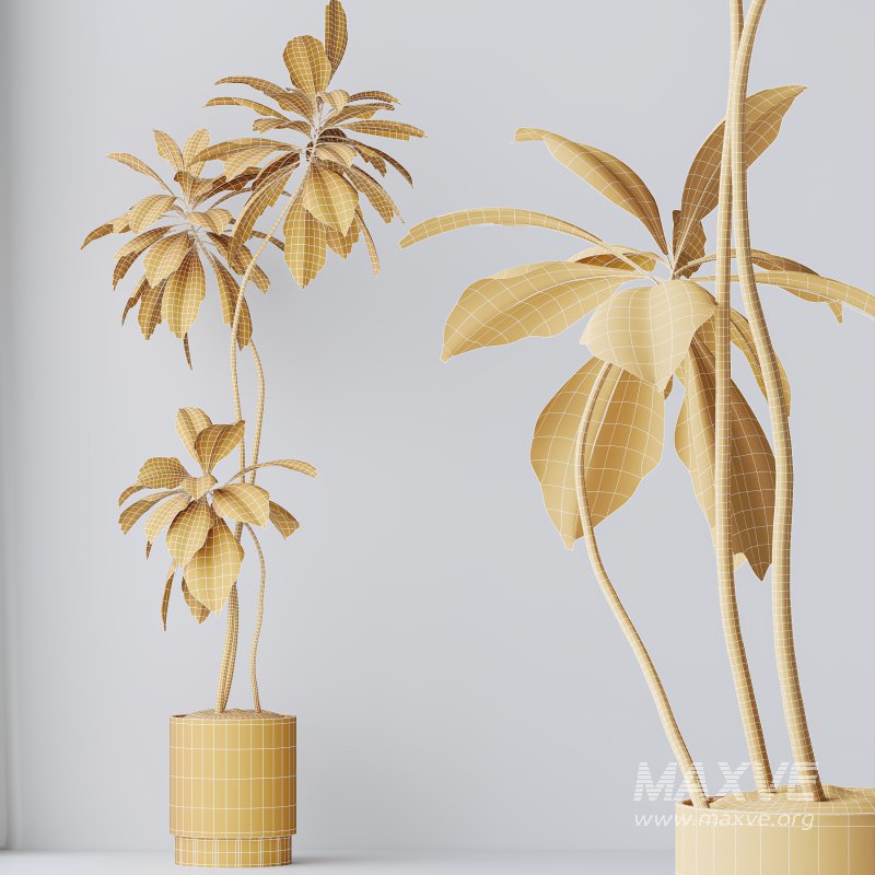 AV Indoor Plants Set 396 Dypsis Lutescens and Ficus Cyathistipula and Cyara Areca Palm - Image 10