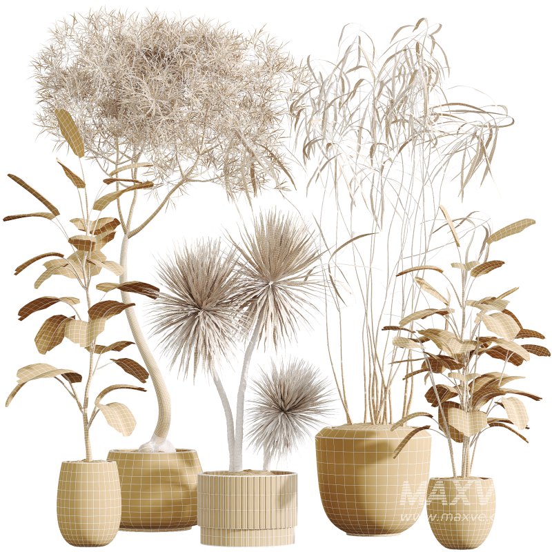 AV Indoor Plants Set 389 Ficus lyrata Fiddle Leaf and Yucca Aloifolia Rostrata and Ficus Dracaena Marginata - Image 11