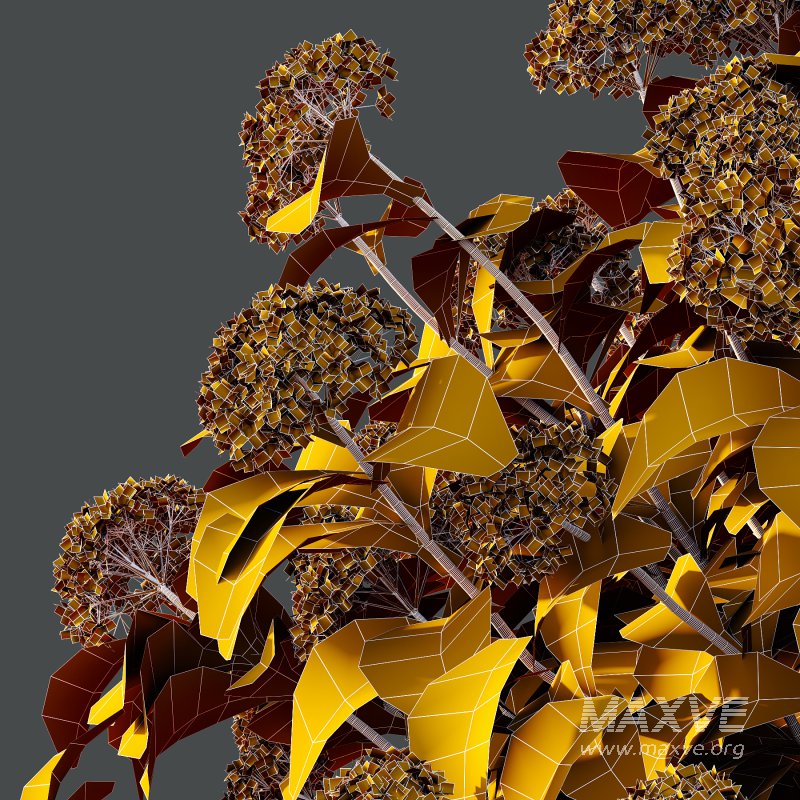 hydrangea arborescens Bush 02 - Image 4