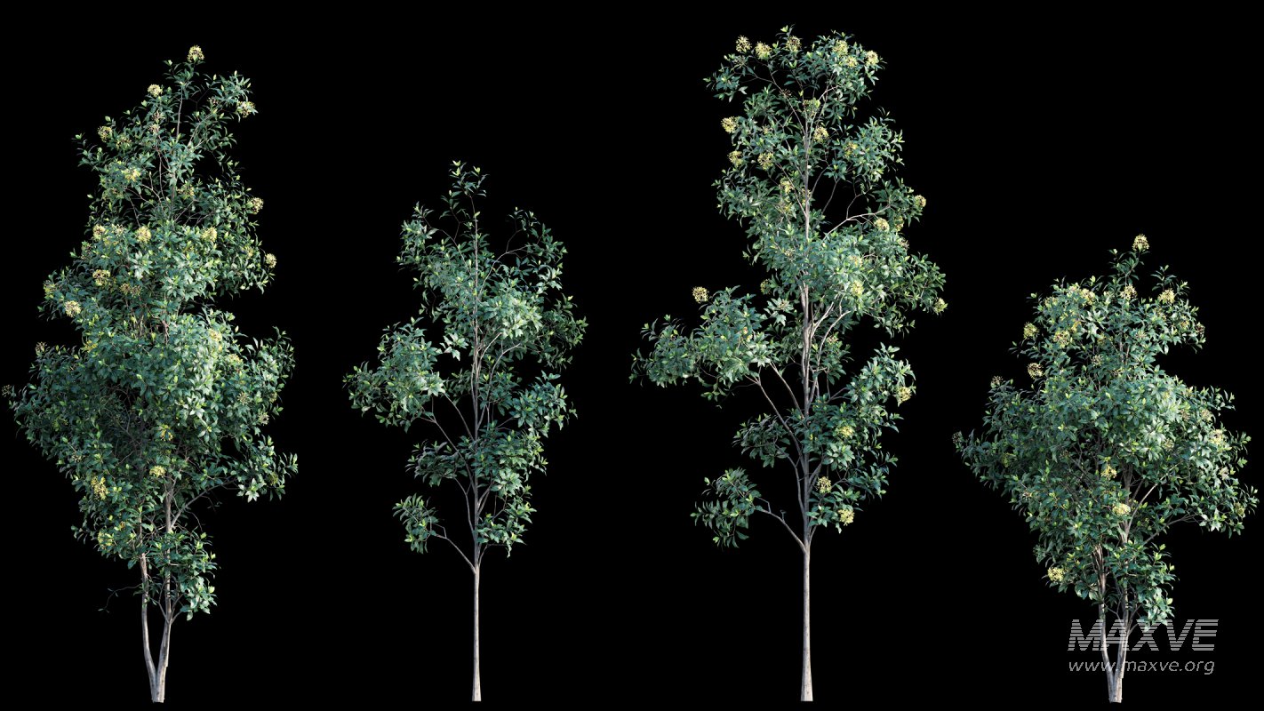 Collection 22 – Australian Plants - Image 8