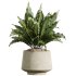 AV Indoor Plants Set 393 Spathiphyllum Wallisii and Ficus Binnendijki and Schefflera Arboricola and Japandi Decorative - Thumbnail 3