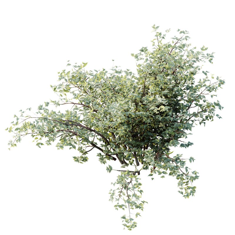 ntal spring bush designed for realistic exterior and garden visualization. Known as the “Bridal Wreath Spiraea,” this delicate shrub is characterized by arching stems densely covered with clusters of small white blossoms, creating a soft and elegant floral texture. - Image 2