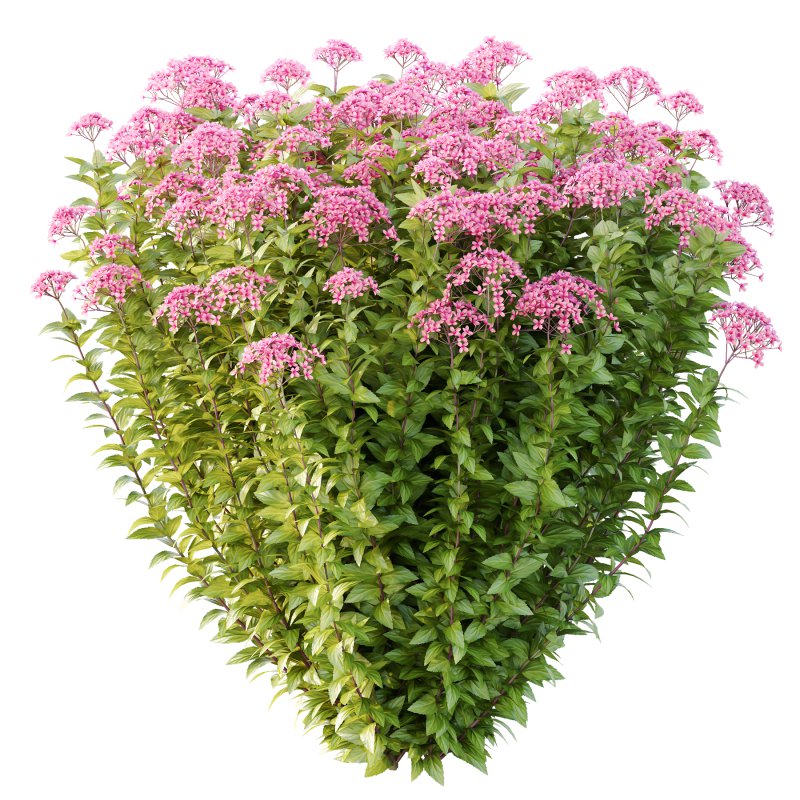 Spirea Japonica Bush 05 - Image 7