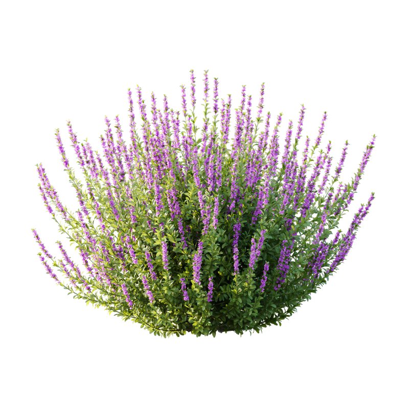 Leucophyllum frutescens Bush 04 - Image 1