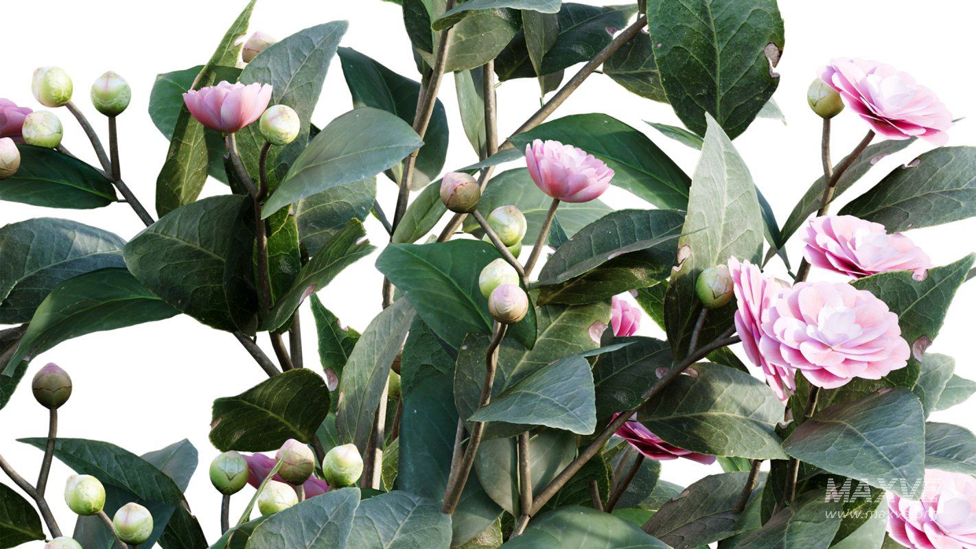 Collection 19 – Japanese garden - Image 13